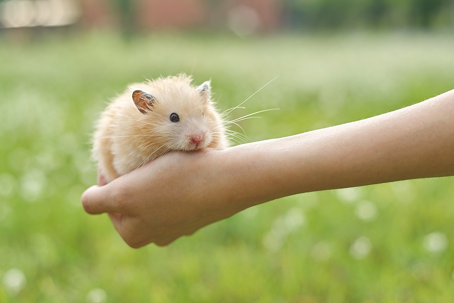 Help Howie the Hamster Live Longer - Midlands Pet Care Pet Crematory