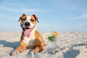 pet safety tips for summer