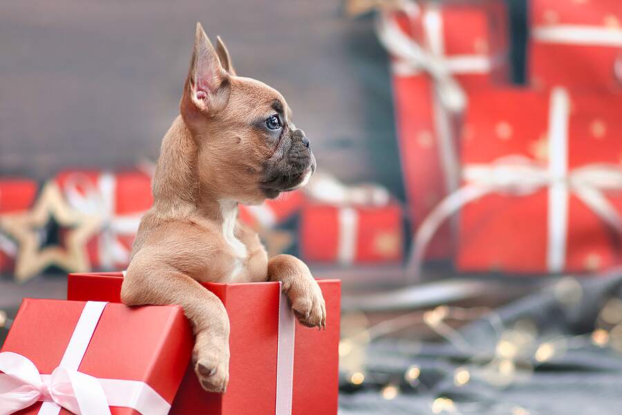 Is It a Good Idea to Give Pets As Gifts? - Midlands Pet Care Pet