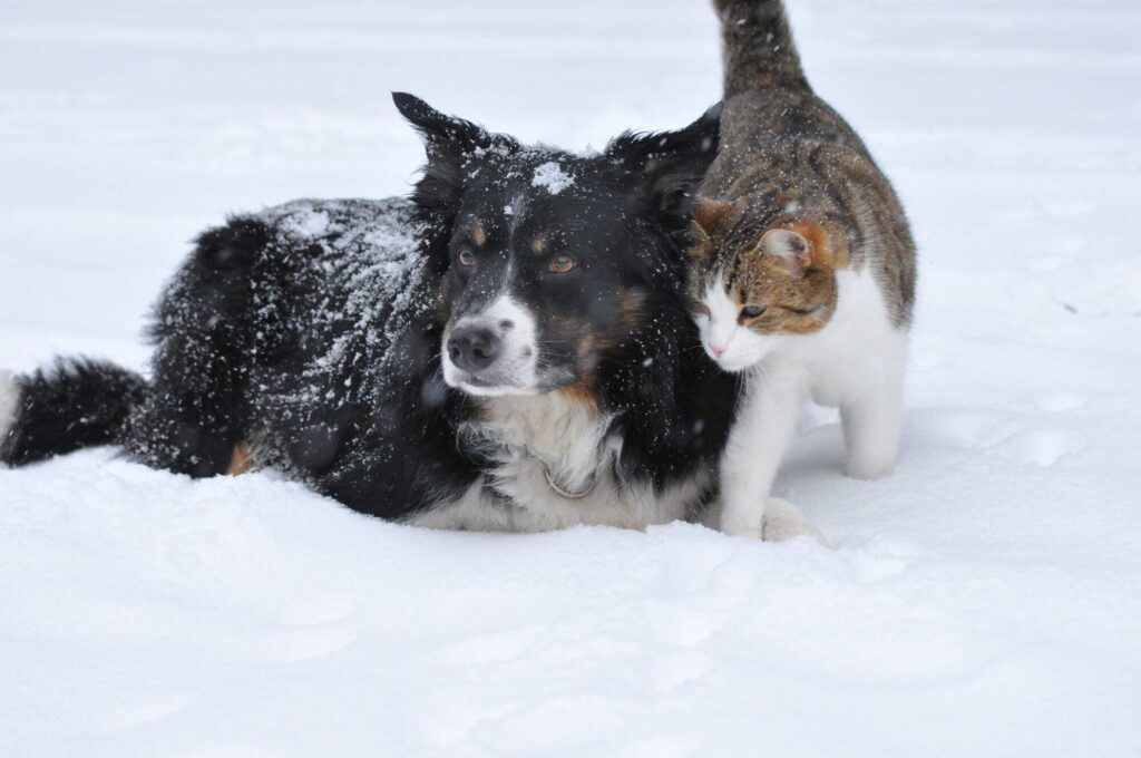 Midlands Pet Care Cold Weather and Pets How Cold is Too Cold For Pets To Be Outside
