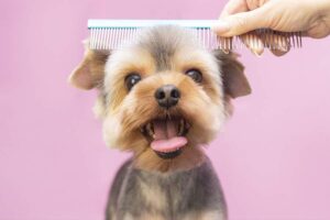 cute dog getting hair combed