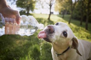 Person giving water to dog preventing pet heatstroke