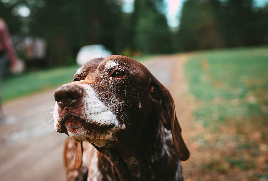 happy old dog end-of-life plan for your pet