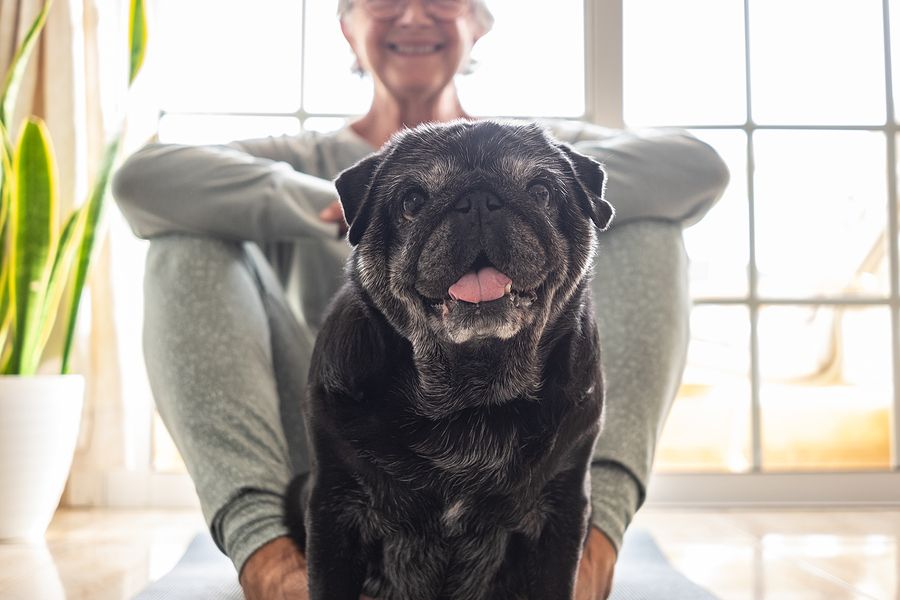 Happy senior pug with owner dog's quality of life