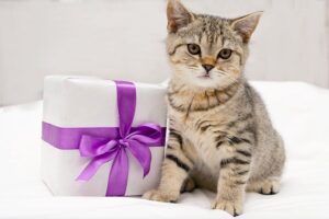 Kitten sitting with present gift bow giving a pet as a gift