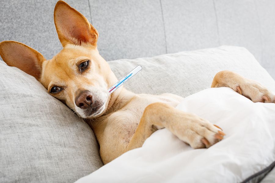 Chihuahua dog sick pets catch cold cats sickness health thermometer