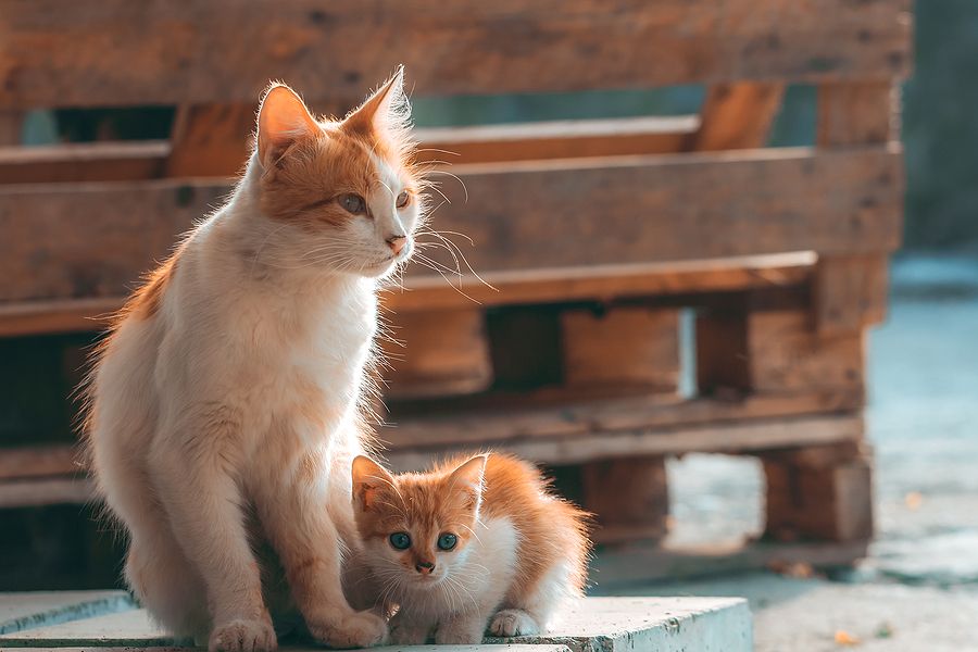 Cat and kitten different pet ages cat life stages pet health senior cat