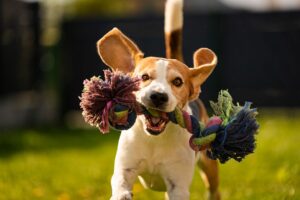 Beagle running with toy having fun daily exercise for dogs pet health info