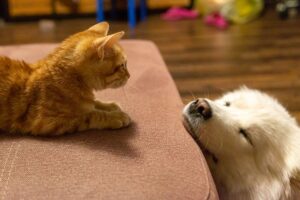 Dog and cat alone together pets