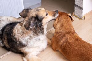 Dog lick another dog's ears