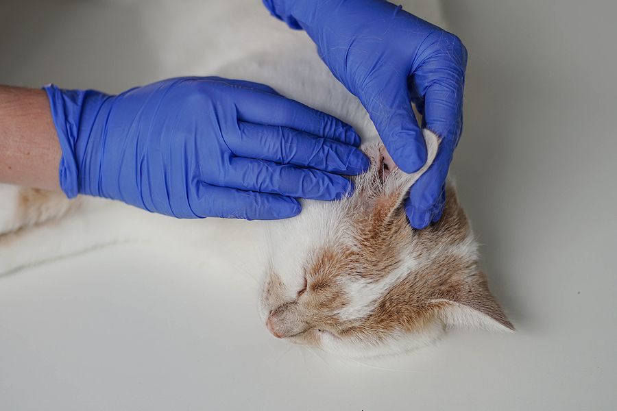 Can Cats Get Ear Infections Midlands Pet Care Pet Crematory and