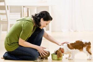 Dog owner feeding pet dog diabetes