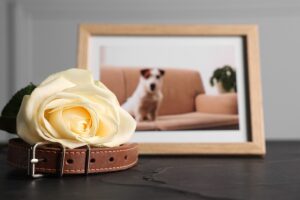 Dog collar and picture frame pet memorial options for when your pet passes away