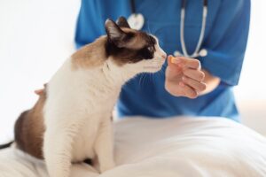 A vet administers medicine to a cat for proper pet pain management.