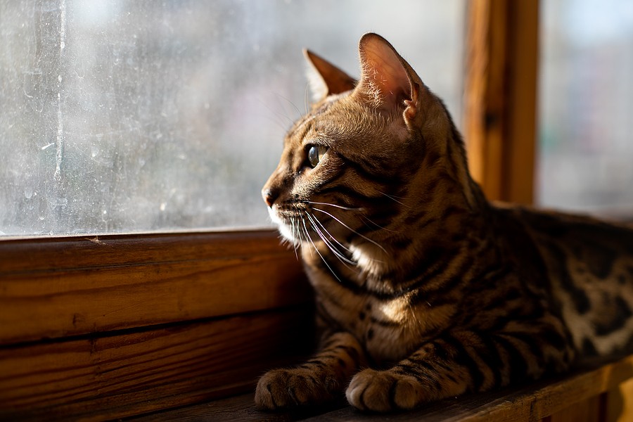 Senior cat health challenges. A mature cat looks out a window.