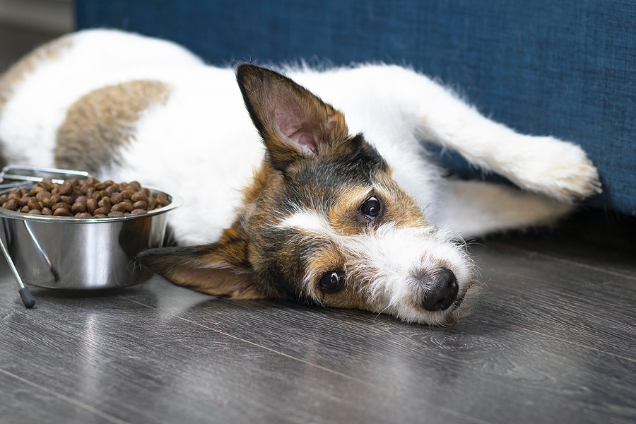 A dog is laying next to a full bowl of food. What do you do when your pet won't eat?