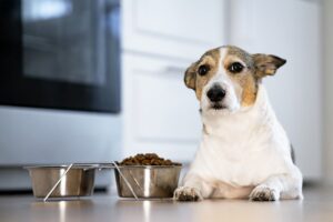 Elderly dog lying on the floor next to a food bowl, showing signs of lethargy and loss of appetite, which may indicate nearing end-of-life.