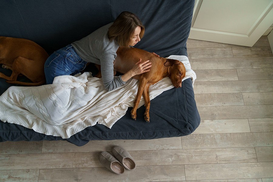 Woman grieving beside her dog on a couch after the pet has passed away at home