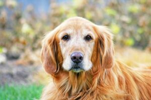 Senior Pet Safety