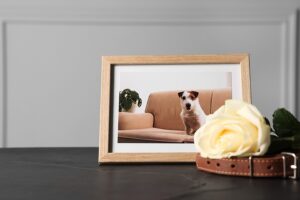 Framed photo of a dog with a white rose and pet collar on a dark surface