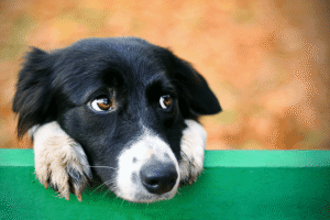 Sad black and white dog resting head on green surface