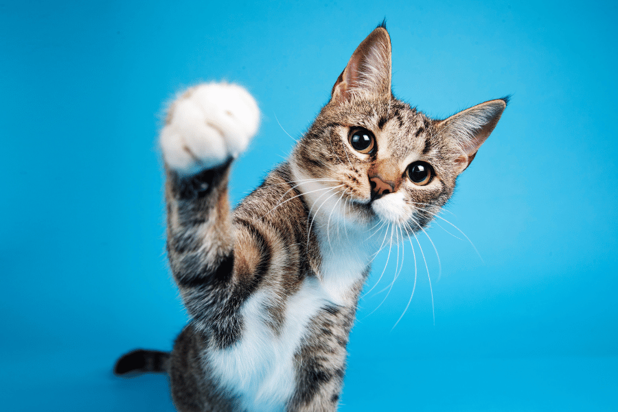 Playful tabby cat reaching up with its paw representing healthy, long-lived cat breeds