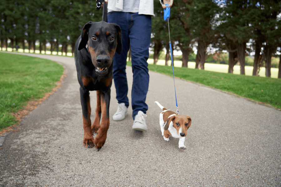 Large and small dogs walking together illustrating differences in dog breed lifespans