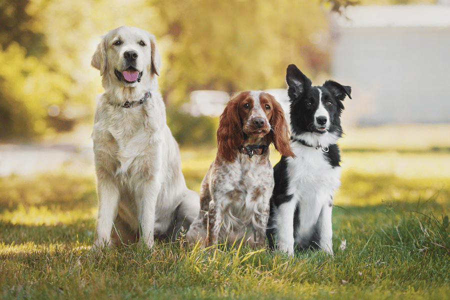 Three different dog breeds representing genetics and pet life expectancy